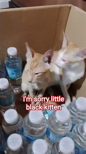 I'm sorry little black kitten😭 #short #sad #viral #trending #cat #kitten #animallovers #pet #support