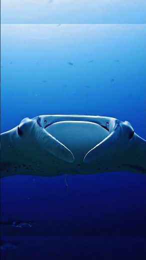 Giant Manta Rays Defy Gravity Underwater