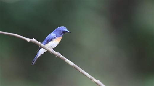 Free video - Birds, Song Bird, Widlife, Wild
