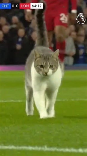 Cat enters the pitch and got red card 😹🐈 #soccer #funny