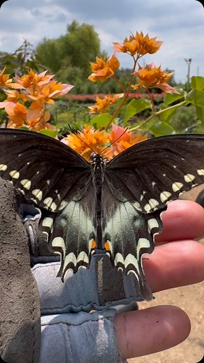 Spicebush Swallowtail Butterfly sighting 😃 #spicebushswallowtail #swallowtailbutterfly #gardencenterlife #texas | Enchanted Gardens