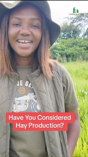 Hay production can be very profitable if drive right? Interested? Contact us lets show you how! #farminginafrica #semanhyiafarms #livestockfarmer #farmer #boergoats #africa #goatfarming #nigeriantiktok🇳🇬 #ghanatiktok🇬🇭 #goat🐐 #kalaharigoats #boergoats #hay | Farming In Africa