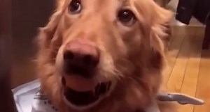 Dogs Around the World Attempting the Egg Challenge