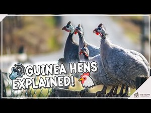 Guinea Hen Guide: What You Need to Know