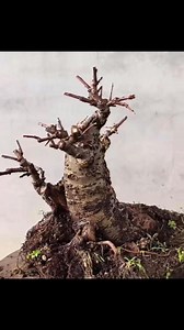 Malus baccata. Private message if interested | Hong Kong Bonsai Pots