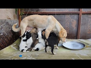 💞 Heartwarming Moment | Loving Mother Dog Feeding Her Newborn Puppies 🐶