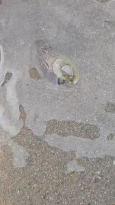 Afternoon Everybody Harry the Hermit in a Netted Dog Whelk Shell | MR FISH