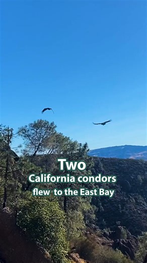 This September, at least three California condors paid the East Bay a visit! Since 2021, when a California condor returned to Mount Diablo for the first time in over a century, condors have been checking out our region every year as their territory continues to expand. What do we know about the condors that flew here this year? Two juveniles visited Sunol Wilderness Regional Preserve on September 17. To date, we've funded 60 GPS units for California condors in Pinnacles National Park, but many s