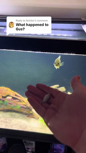 Replying to @Snicker In Loving Memory Of Gus @Gus_the_Bass #aquarium #petbass