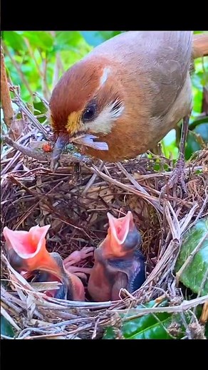 Mother bird feeding babies in the nest.#nature