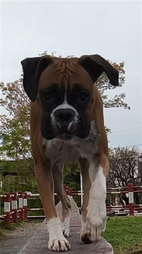 ¿Quién es la perrita más coqueta? Conozcan a Kiara #Boxer #Perros #Kiara #Mascotas