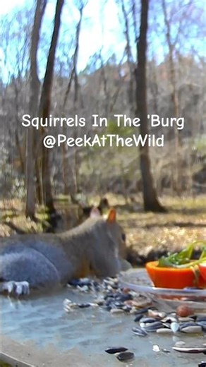 Curious Squirrel Eating Breakfast by the Stream 🐿️ | Squirrels In The 'Burg Backyard Wildlife