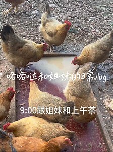 咯咯哒vlog合集 - 抖音搜索