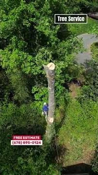 Tree Services in Georgia