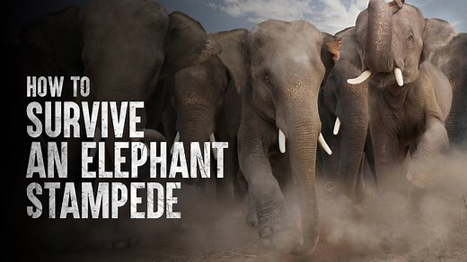 What to Do If an Elephant Stampede Comes Your Way