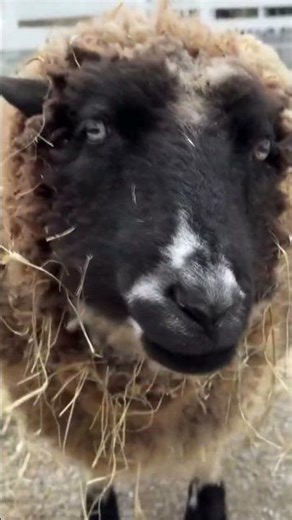 Two more lambs born at Memphis Zoo