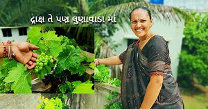 649K views · 9.7K reactions | દ્રાક્ષ નો છોડ તે પણ આપણા લુણાવાડા માં ! #vlog #newpost ##fruits | Daxa Recipes | Facebook