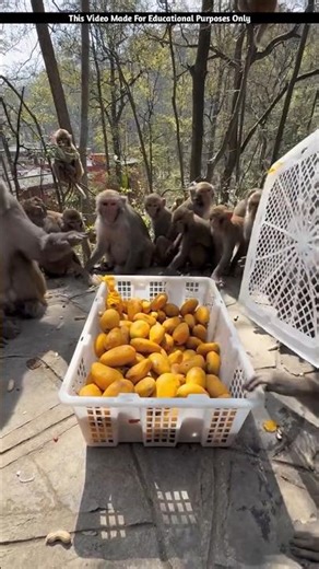 All monkeys start eating mangoes