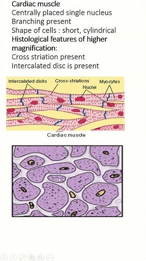 Cardiac muscle histology slide with identifying points #histology #anatomy #biology
