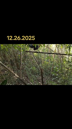 hmoob nyiam qaib (@hmoob.nyiam.qaib.08)’s videos with เสียงต้นฉบับ - hmoob nyiam qaib