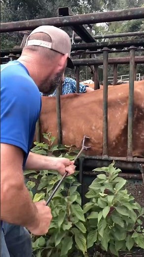 Tagging and Branding a Cow #branding #cattle