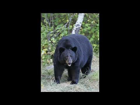 Sound Effects - American Black Bear