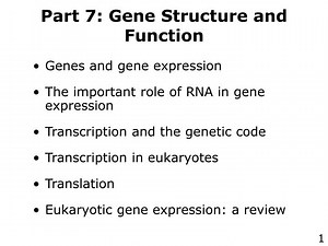 Part 7: Gene Structure and Function - SlideServe