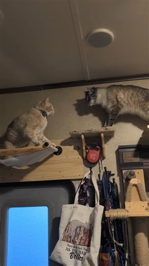 Bear and Sam Turn the House Into a Racetrack