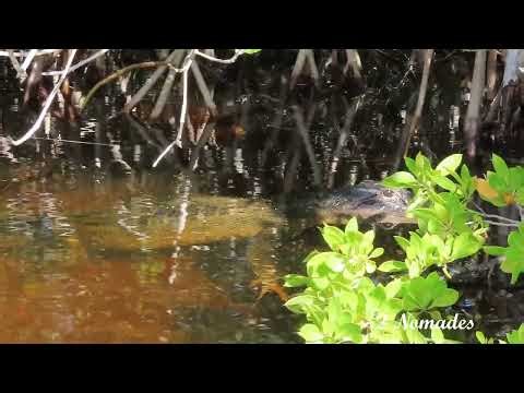 Captain Mitch's Everglades Airboat Tours - Florida