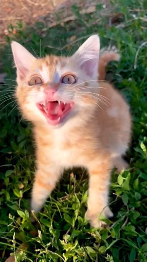 meowing kitten #cat #catvideos #trending #viral #shorts #ytshorts #petsrule #cute #pets