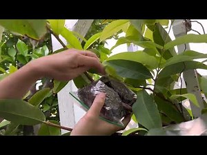 Air layering a wax apple tree