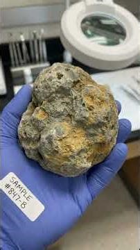 The Hammer Trapped in 400 Million Year Old Rock #hiddenhistory #archaeology #historyexplained