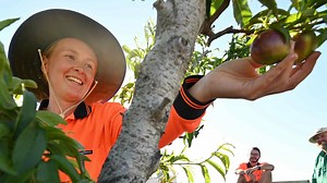 Australian fruit being left to rot amid shortage of pickers