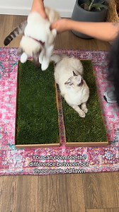 🌱 Real Fresh Grass 🚫 Soil-Free = Zero Mess 😺 Paradise for Indoor Cats 🏡 Bring Nature Inside 📦 Freshly Delivered to Your Door 💤 The Ultimate Nap Spot 🌍 Eco-Friendly & Natural ⏱️ Ready to Use Instantly | Kitty Lawn