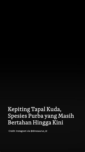 Mongabay Indonesia on Instagram: "Horseshoe Crab atau Kepiting Tapal Kuda dikenal sebagai salah satu fosil hidup tertua di bumi. Keberadaannya telah tercatat sejak periode Ordovisium, sekitar 445 juta tahun lalu, jauh sebelum kemunculan dinosaurus. Hewan ini tidak hanya berhasil bertahan melewati berbagai peristiwa kepunahan massal, tetapi juga masih eksis hingga kini dengan empat spesies yang tersebar di Asia dan Amerika Utara. Meski namanya merujuk pada kepiting, secara ilmiah hewan ini lebih 