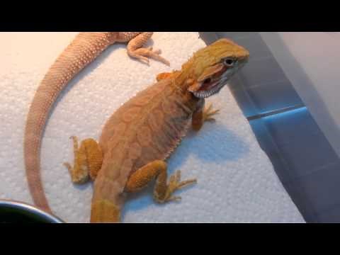 Bearded dragon baby rack