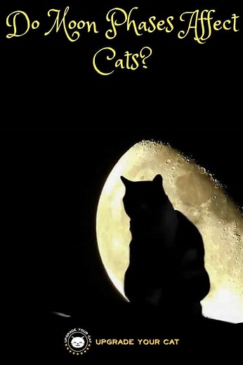 Do Moon Phases Affect Cats? Full Moon and Cat Behaviors Explained