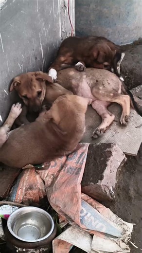 Stray Puppies Struggle for Survival #awareness #humanity