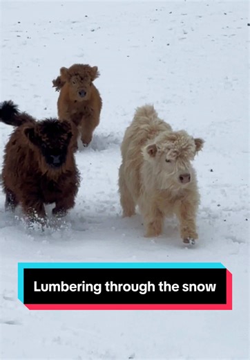 Mini Cows Playing in the Snow: Adorable Moments