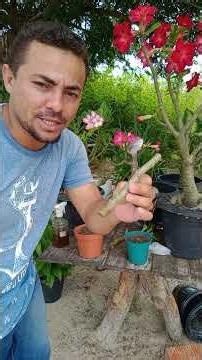The right way to propagate desert roses #desertrose #tips #plants #propagation