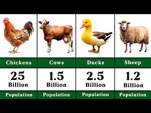Animals Population Comparison