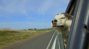 Do you prefer flying to your destination or road trips? | RCI