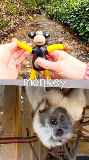 Animal Names for Kids to Learn at the Stream: African Buffalo Monkey Snow Leopard Snake Elephant