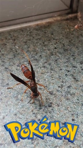 I just witnessed a REAL Pokémon battle 😳 😬 😅 . . #pokemon #Pokémon #pokemonbattle #spider #wasp #spidersvswasp #vs #battle #nature #crazy #reallife #animalfight #whowins #survival | ToyQuest101