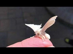 Stills of very cute silk moth