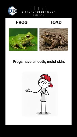 Frog vs Toad 🐸 The Difference Explained