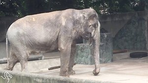 296K views · 14K reactions | No elephant should have to live like this. | The Dodo | Facebook