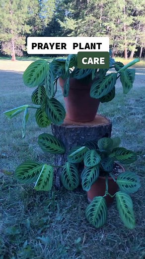 Prayer Plant Care Tips for Healthy Houseplants