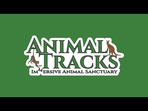 Animal Tracks | A Peek Inside The Sanctuary