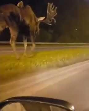 El impresionante tamaño de un alce adulto de Alaska